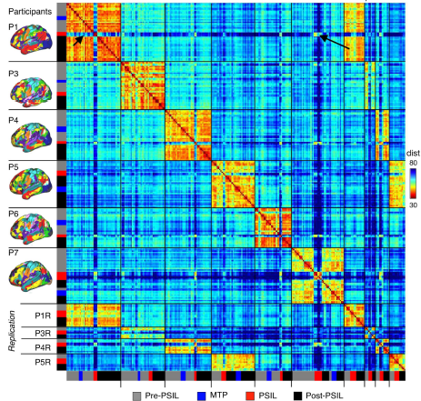 A psilocibina pode influenciar o cérebro durante semanas, segundo estudo recente [Nature]